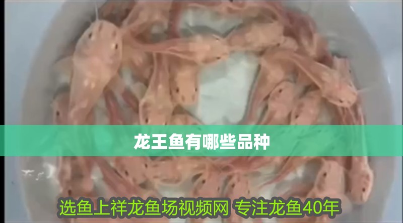 龍王魚有哪些品種