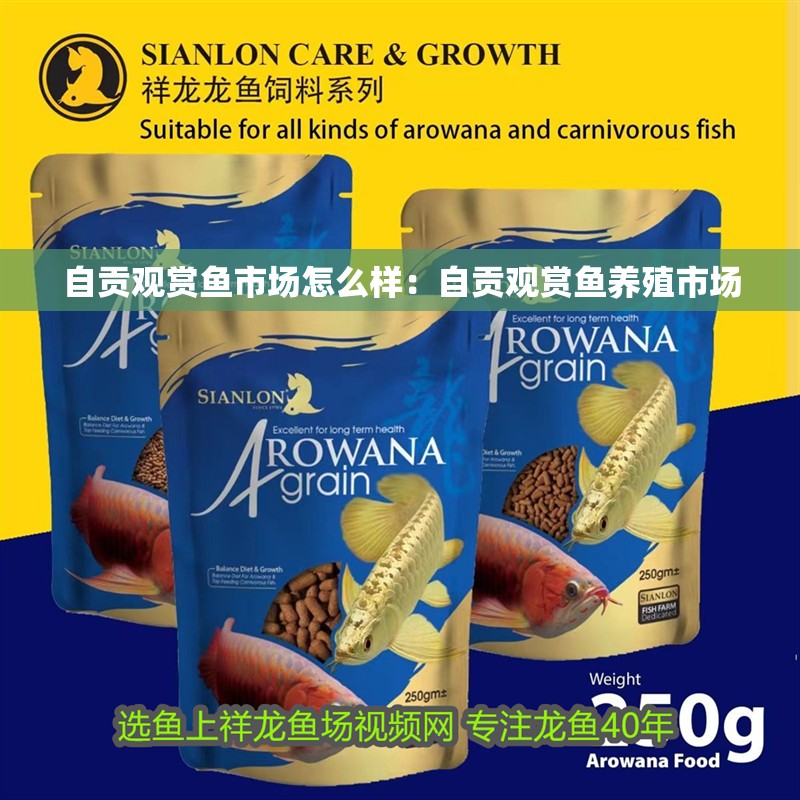 自貢觀賞魚市場怎么樣：自貢觀賞魚養(yǎng)殖市場