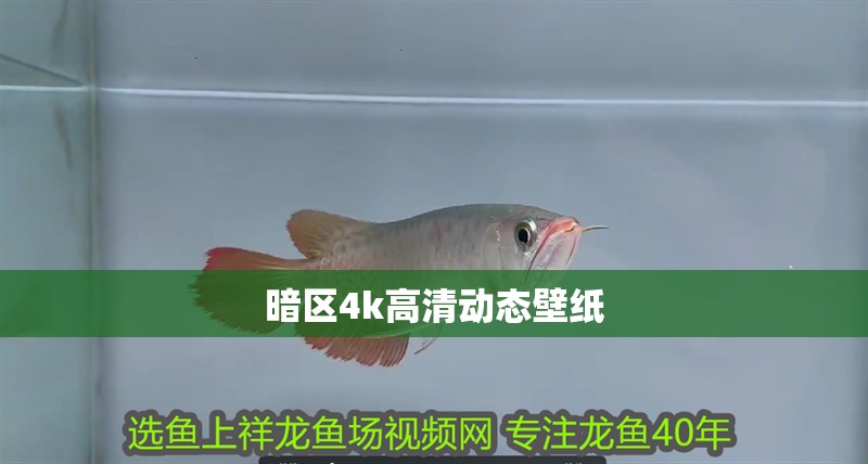 暗區4k高清動態壁紙