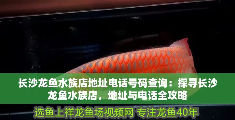長沙龍魚水族店地址電話號碼查詢：探尋長沙龍魚水族店，地址與電話全攻略