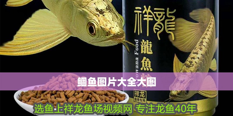 鲴魚圖片大全大圖 鲴魚圖片大全大圖 龍魚論壇