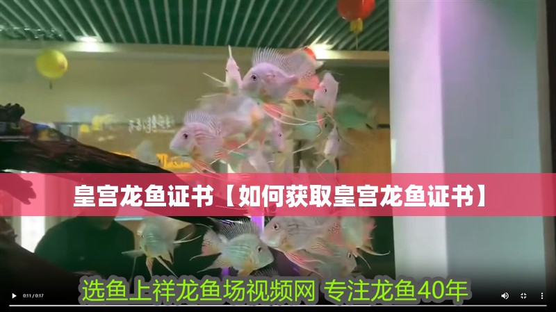 皇宮龍魚證書【如何獲取皇宮龍魚證書】