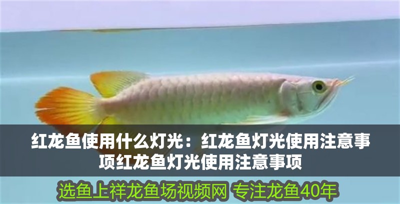 紅龍魚使用什么燈光：紅龍魚燈光使用注意事項紅龍魚燈光使用注意事項