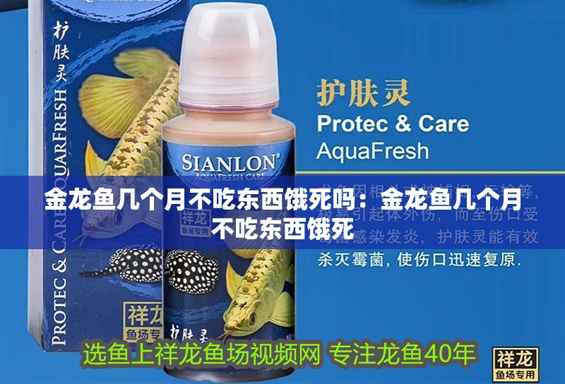 金龍魚幾個月不吃東西餓死嗎：金龍魚幾個月不吃東西餓死 金龍魚幾個月不吃東西餓死嗎：金龍魚幾個月不吃東西餓死 龍魚百科