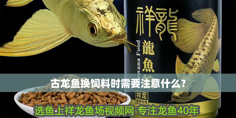 古龍魚換飼料時需要注意什么？