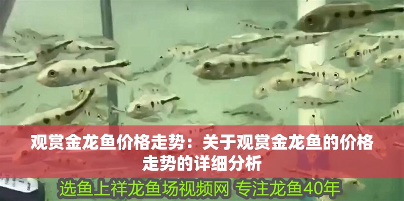 觀賞金龍魚價格走勢：關于觀賞金龍魚的價格走勢的詳細分析 觀賞金龍魚價格走勢：關于觀賞金龍魚的價格走勢的詳細分析 龍魚百科