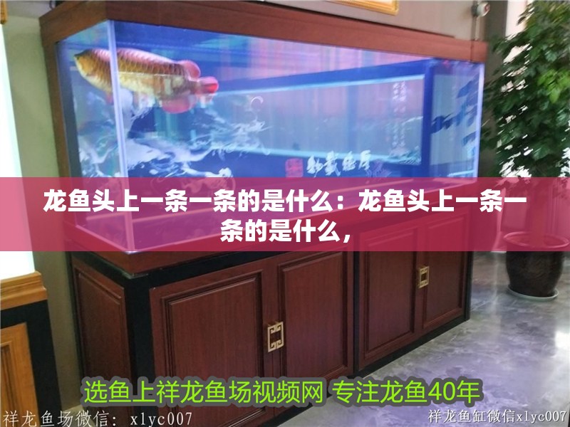 龍魚頭上一條一條的是什么：龍魚頭上一條一條的是什么，