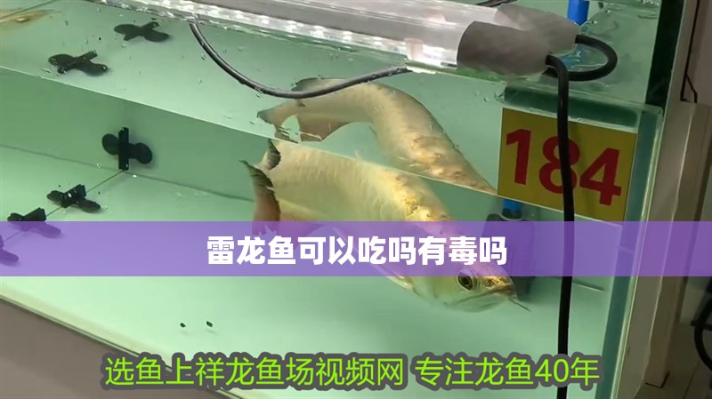 雷龍魚可以吃嗎有毒嗎