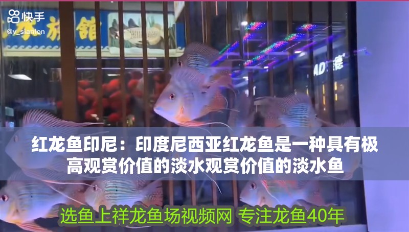 紅龍魚印尼：印度尼西亞紅龍魚是一種具有極高觀賞價(jià)值的淡水觀賞價(jià)值的淡水魚 紅龍魚印尼：印度尼西亞紅龍魚是一種具有極高觀賞價(jià)值的淡水觀賞價(jià)值的淡水魚 龍魚百科
