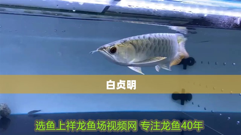 龍魚干蝦有營養嗎 白貞明 全國水族館企業名錄 白貞明 白貞明 全國水族館企業名錄