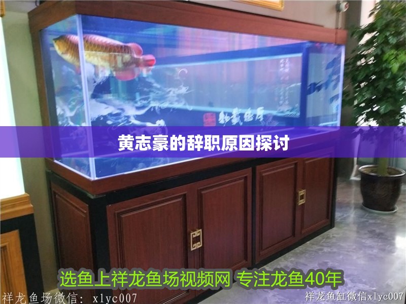 黃志豪的辭職原因探討 黃志豪的辭職原因探討 龍魚論壇