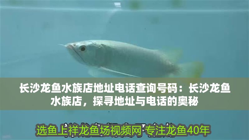 長沙龍魚水族店地址電話查詢號碼：長沙龍魚水族店，探尋地址與電話的奧秘