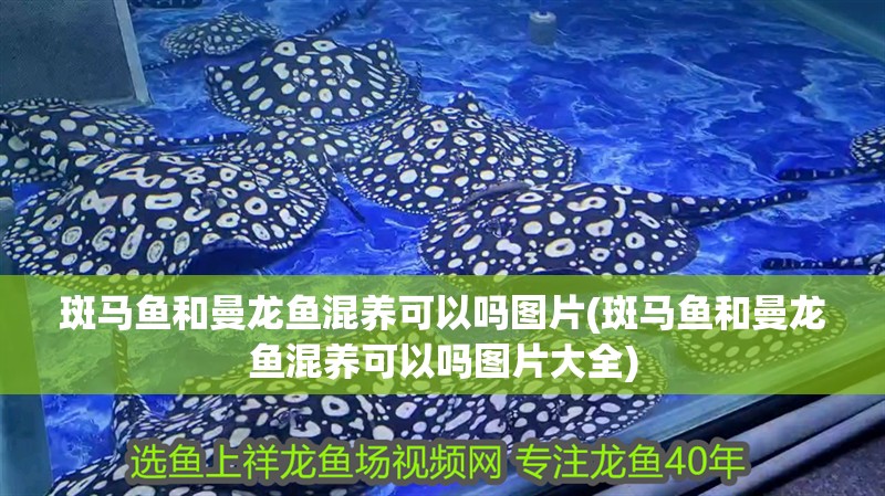斑馬魚和曼龍魚混養(yǎng)可以嗎圖片(斑馬魚和曼龍魚混養(yǎng)可以嗎圖片大全) 斑馬魚和曼龍魚混養(yǎng)可以嗎圖片(斑馬魚和曼龍魚混養(yǎng)可以嗎圖片大全) 魚缸百科
