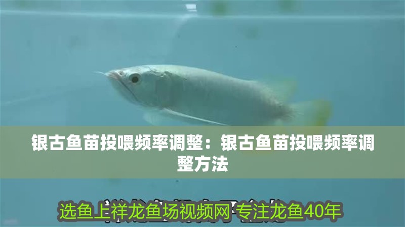 銀古魚苗投喂頻率調整：銀古魚苗投喂頻率調整方法