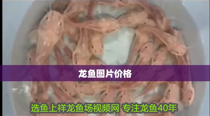 龍魚圖片價格