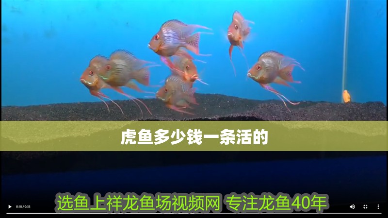 虎魚多少錢一條活的