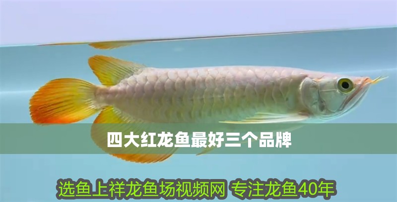 四大紅龍魚最好三個品牌