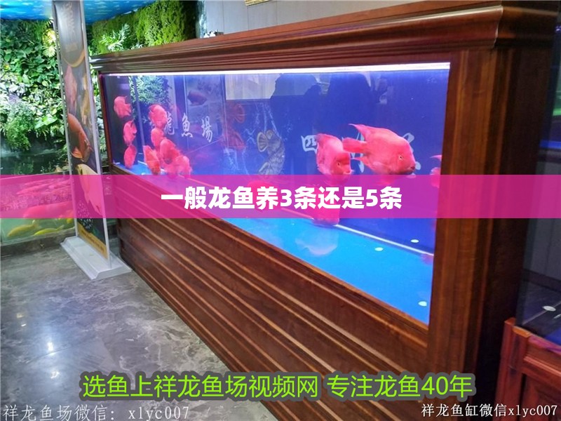 一般龍魚養3條還是5條