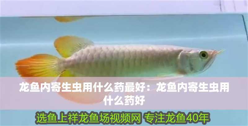 龍魚內寄生蟲用什么藥最好：龍魚內寄生蟲用什么藥好