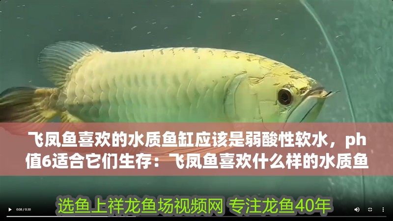 飛鳳魚喜歡的水質魚缸應該是弱酸性軟水，ph值6適合它們生存：飛鳳魚喜歡什么樣的水質魚缸