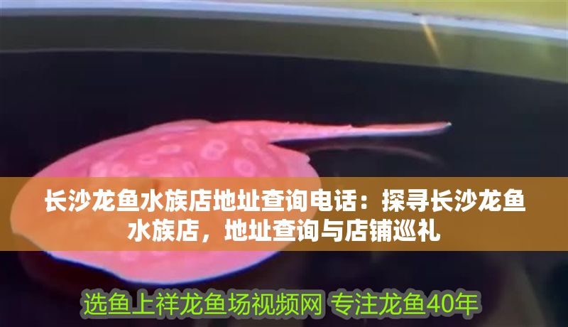 長沙龍魚水族店地址查詢電話：探尋長沙龍魚水族店，地址查詢與店鋪巡禮