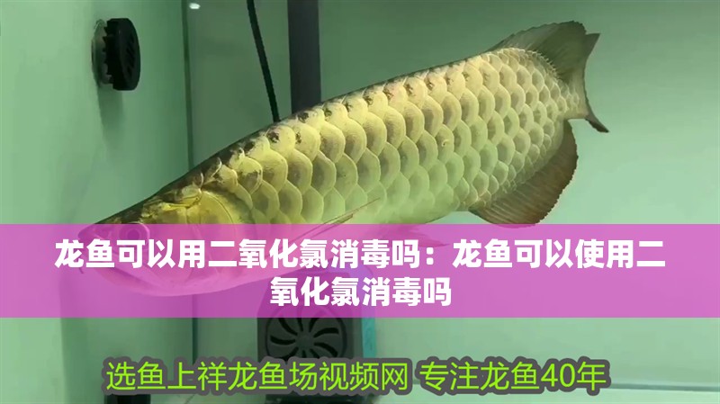 龍魚可以用二氧化氯消毒嗎：龍魚可以使用二氧化氯消毒嗎 龍魚可以用二氧化氯消毒嗎：龍魚可以使用二氧化氯消毒嗎 龍魚百科
