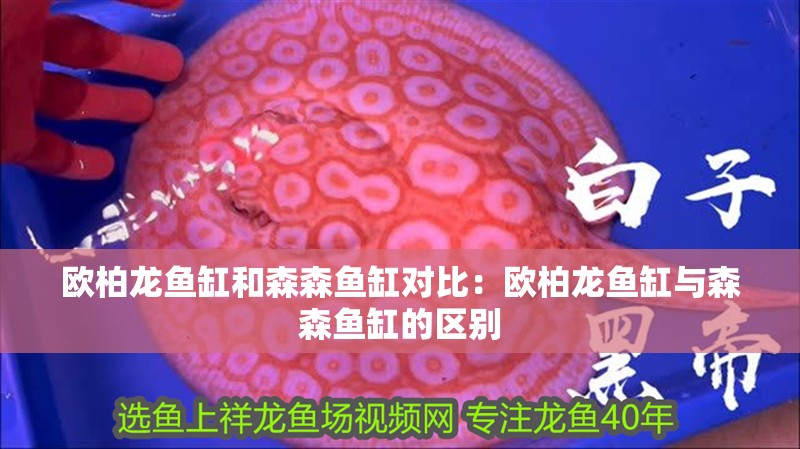 歐柏龍魚缸和森森魚缸對比：歐柏龍魚缸與森森魚缸的區別