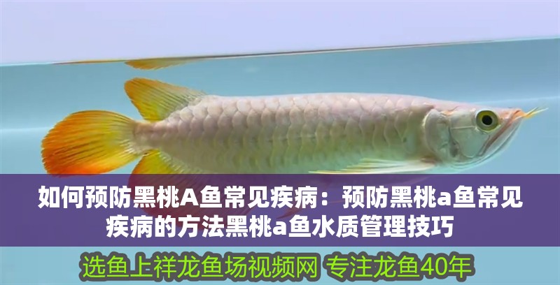 如何預防黑桃A魚常見疾病：預防黑桃a魚常見疾病的方法黑桃a魚水質管理技巧