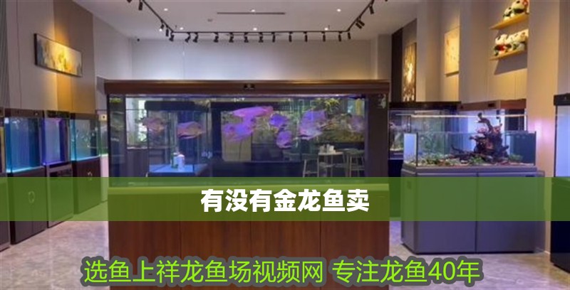 有沒有金龍魚賣
