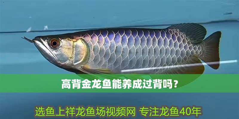 高背金龍魚能養成過背嗎？