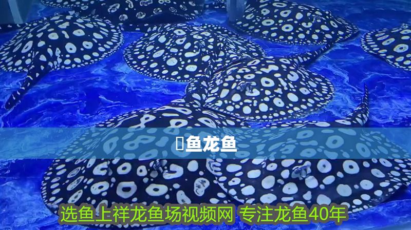 魟魚龍魚 魟魚龍魚 龍魚百科 第1張
