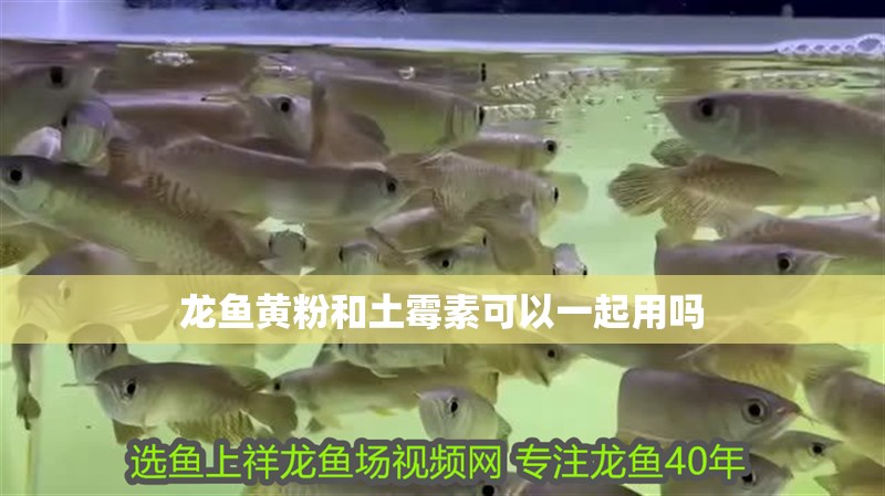 龍魚黃粉和土霉素可以一起用嗎 龍魚黃粉和土霉素可以一起用嗎 龍魚論壇