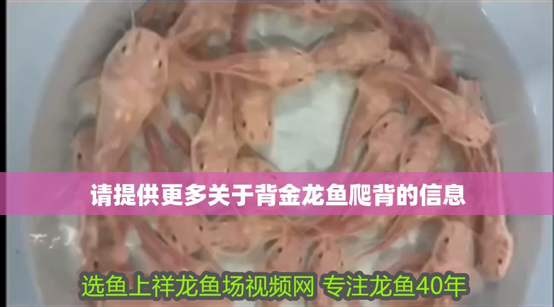 印尼虎魚多少溫度飼養最好:印尼虎魚多少溫度飼養最好印尼虎魚多少溫度飼養最好 請提供更多關于背金龍魚爬背的信息 龍魚論壇 請提供更多關于背金龍魚爬背的信息 請提供更多關于背金龍魚爬背的信息 龍魚論壇