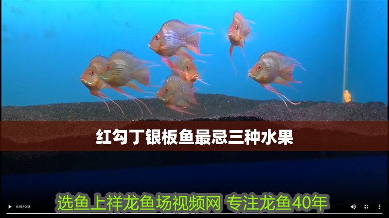 紅勾丁銀板魚最忌三種水果 紅勾丁銀板魚最忌三種水果 龍魚論壇