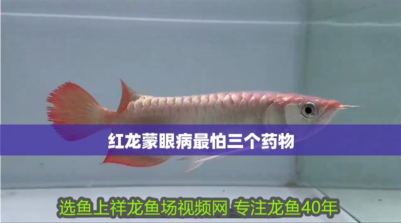 紅龍蒙眼病最怕三個藥物