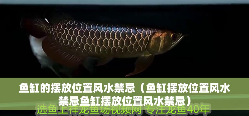 魚缸的擺放位置風(fēng)水禁忌（魚缸擺放位置風(fēng)水禁忌魚缸擺放位置風(fēng)水禁忌）
