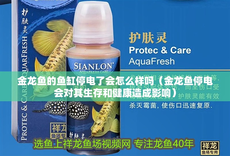 金龍魚的魚缸停電了會怎么樣嗎（金龍魚停電會對其生存和健康造成影響）