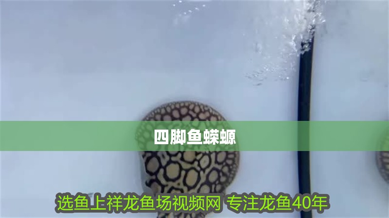 四腳魚蠑螈 四腳魚蠑螈 龍魚論壇