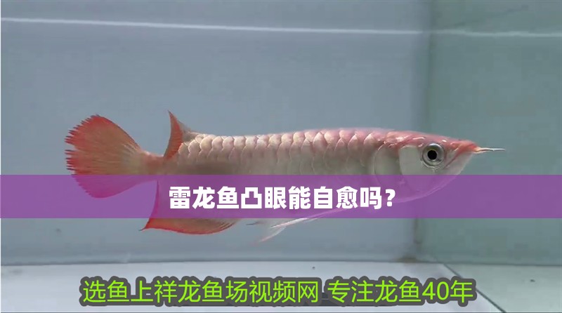 雷龍魚凸眼能自愈嗎？