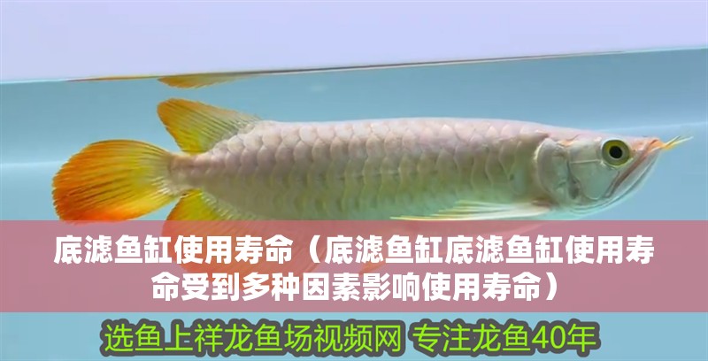 底濾魚缸使用壽命（底濾魚缸底濾魚缸使用壽命受到多種因素影響使用壽命）