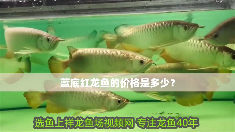 藍(lán)底紅龍魚的價(jià)格是多少？