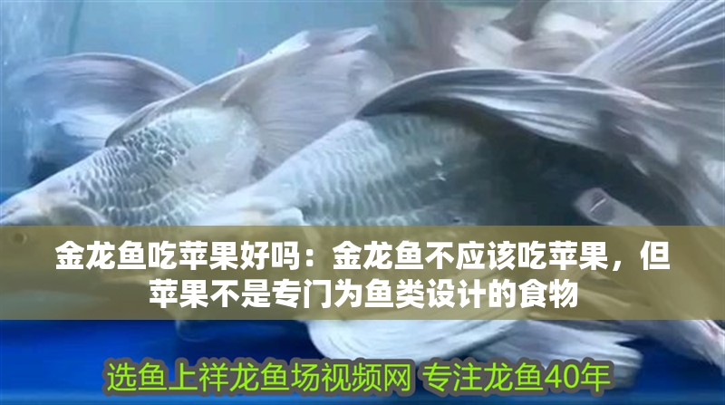 金龍魚吃蘋果好嗎：金龍魚不應(yīng)該吃蘋果，但蘋果不是專門為魚類設(shè)計的食物