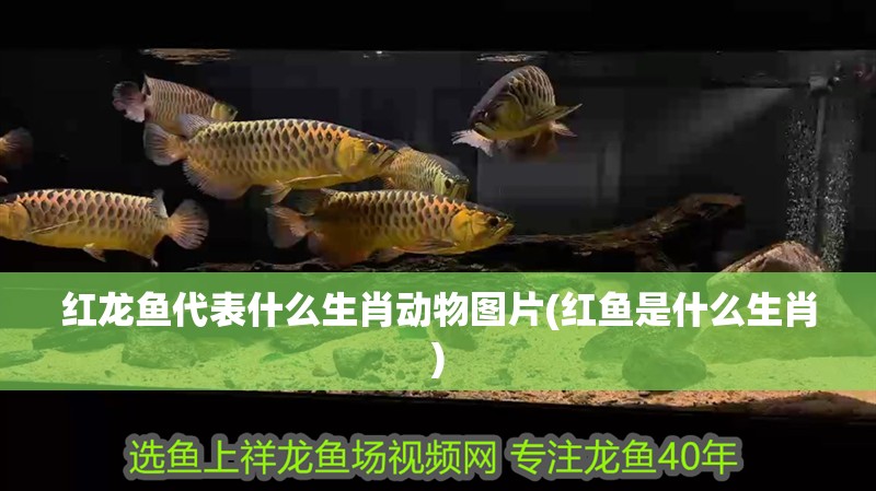 紅龍魚代表什么生肖動(dòng)物圖片(紅魚是什么生肖)
