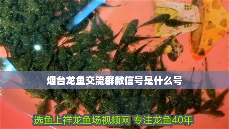 魚缸用增氧泵價格是多少:魚缸增氧機-xtrac增氧機-xtrac增氧機 煙臺龍魚交流群微信號是什么號 龍魚百科 煙臺龍魚交流群微信號是什么號 煙臺龍魚交流群微信號是什么號 龍魚百科