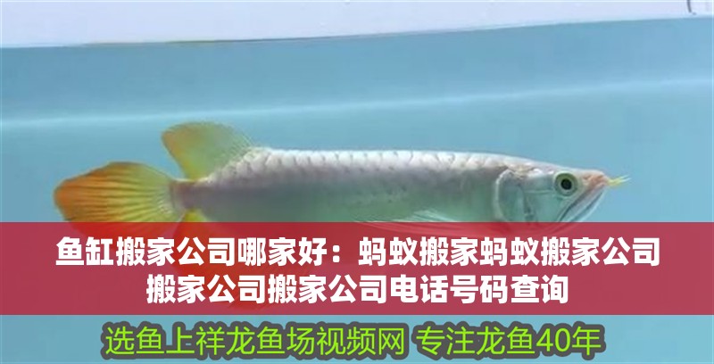 魚缸搬家公司哪家好：螞蟻搬家螞蟻搬家公司搬家公司搬家公司電話號碼查詢