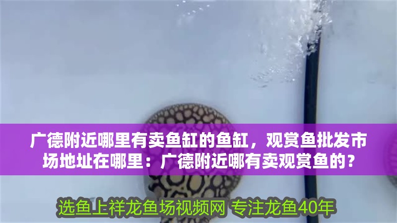 廣德附近哪里有賣魚缸的魚缸，觀賞魚批發(fā)市場地址在哪里：廣德附近哪有賣觀賞魚的？ 廣德附近哪里有賣魚缸的魚缸，觀賞魚批發(fā)市場地址在哪里：廣德附近哪有賣觀賞魚的？ 魚缸百科