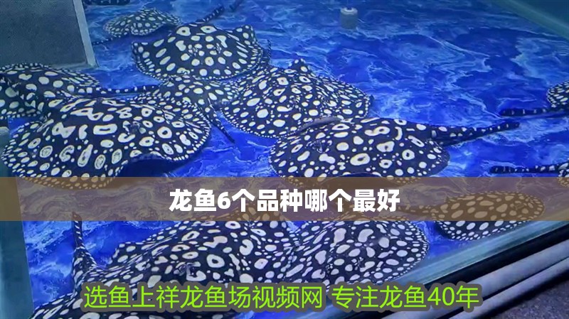 龍魚6個品種哪個最好