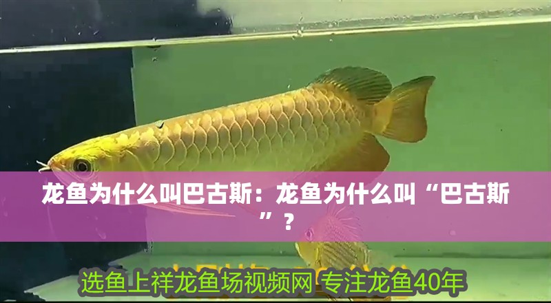 龍魚(yú)為什么叫巴古斯：龍魚(yú)為什么叫“巴古斯”？