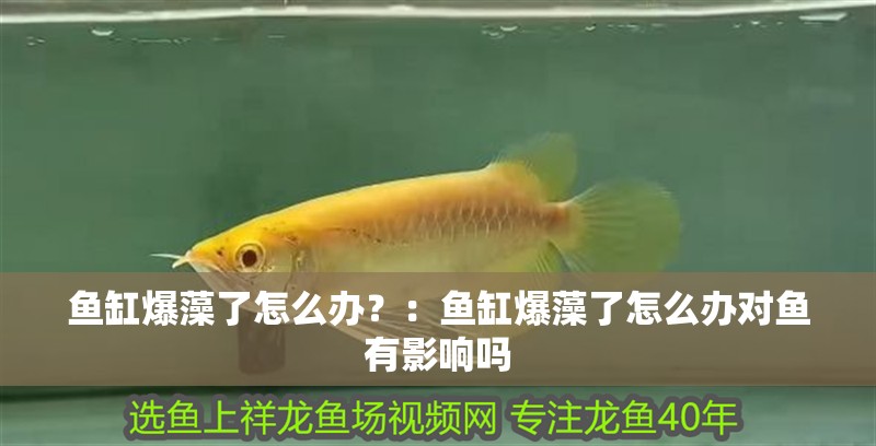 魚缸爆藻了怎么辦？：魚缸爆藻了怎么辦對魚有影響嗎 魚缸爆藻了怎么辦？：魚缸爆藻了怎么辦對魚有影響嗎 魚缸百科