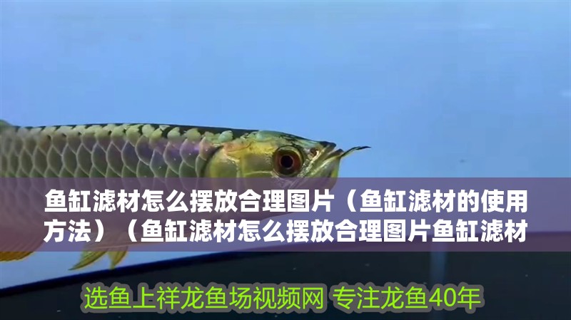 魚缸濾材怎么擺放合理圖片（魚缸濾材的使用方法）（魚缸濾材怎么擺放合理圖片魚缸濾材怎么擺放合理圖片）